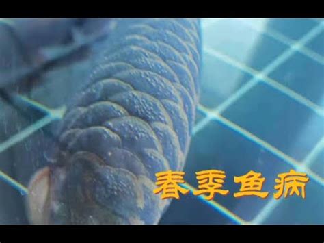 龍魚鱗片受傷|32種龍魚疾病、治療、病因及癥狀 